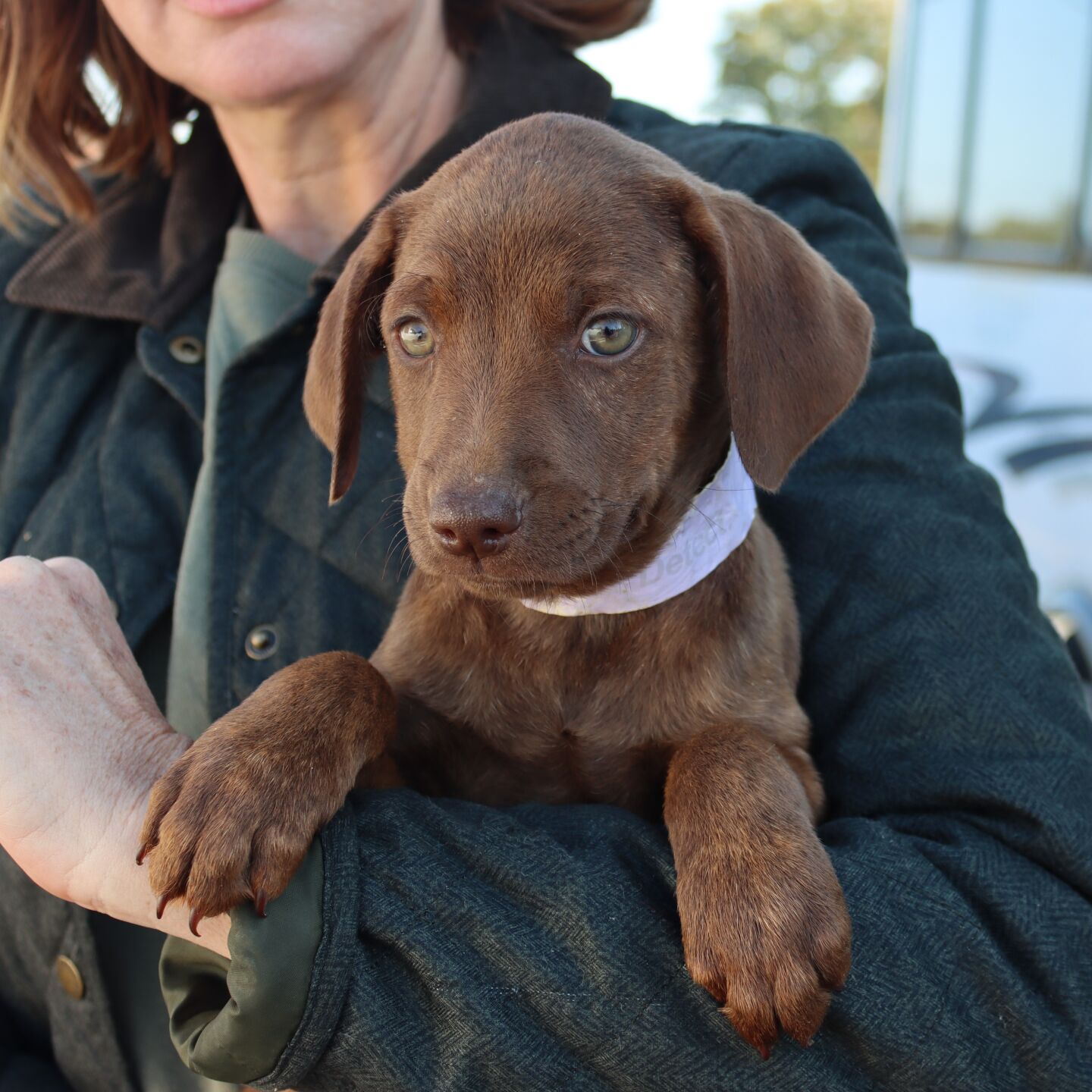 Leton pup Brownie 2022-10-15 001.JPG